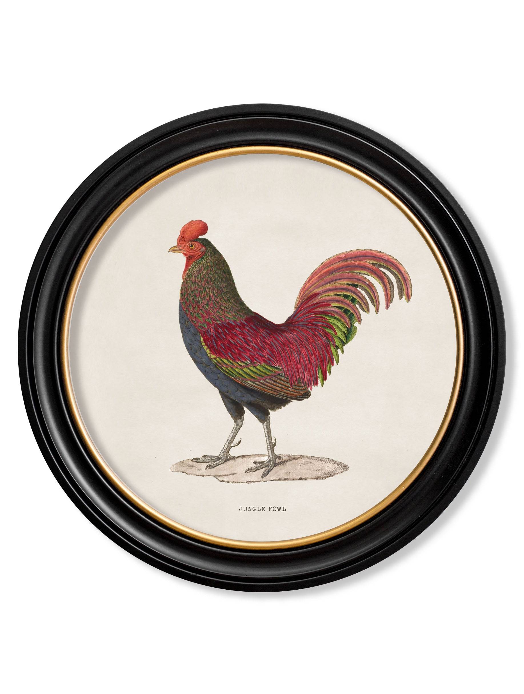 c.1838 Junglefowl in Round Frames - Blythe Living