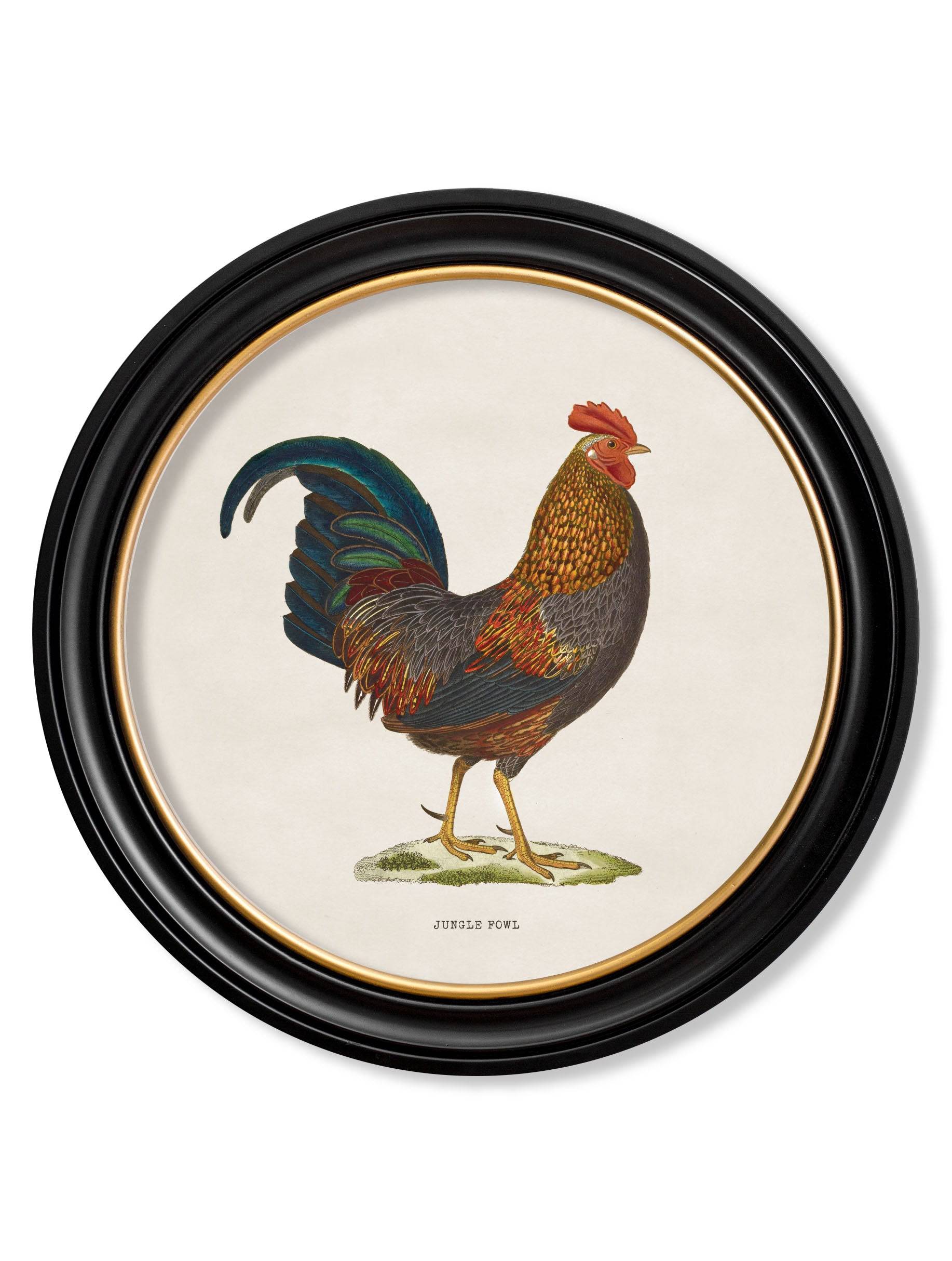 c.1838 Junglefowl in Round Frames - Blythe Living