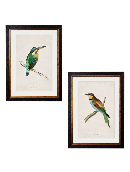 c.1870 Kingfisher & Bee Eater - Blythe Living