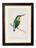 c.1870 Kingfisher & Bee Eater - Blythe Living