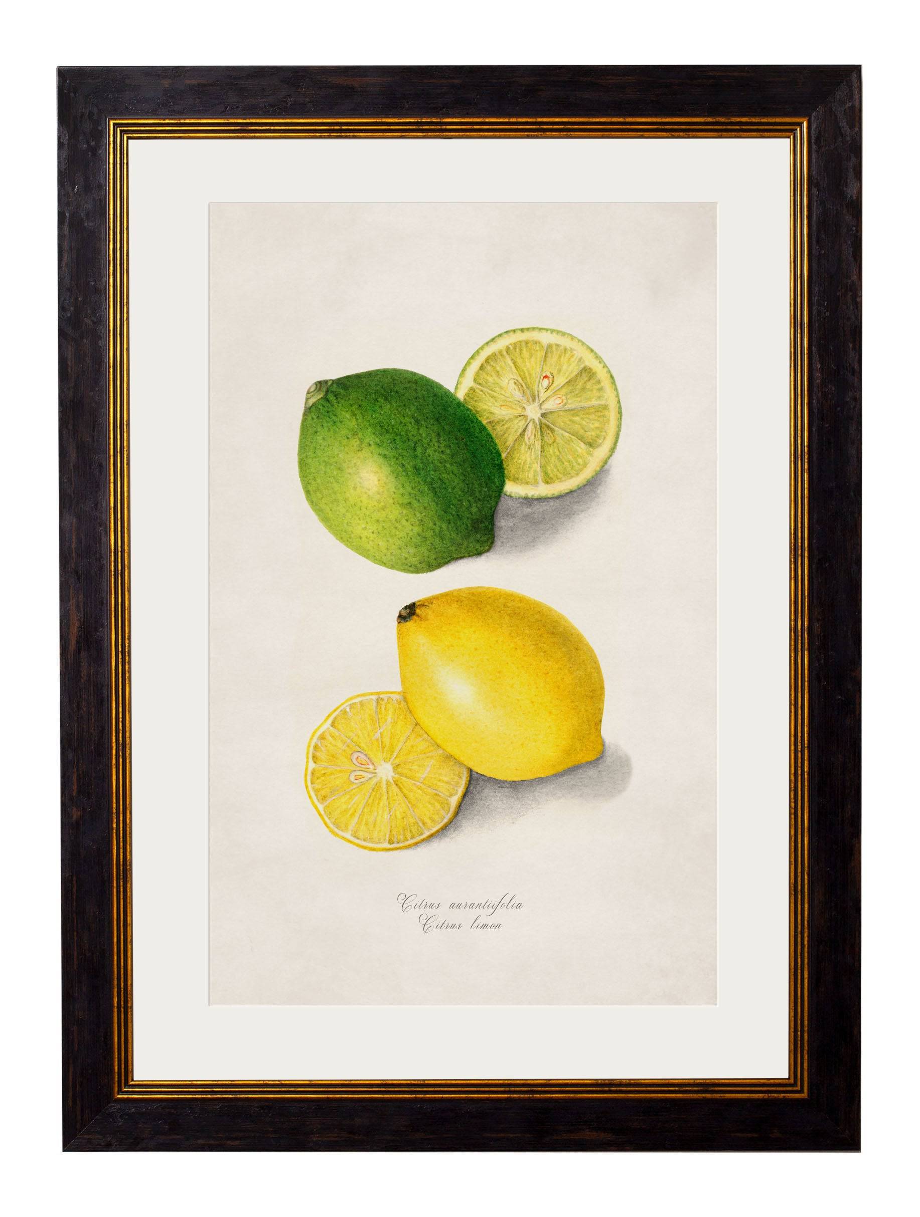 c.1886 Study of Citrus Fruit - Blythe Living