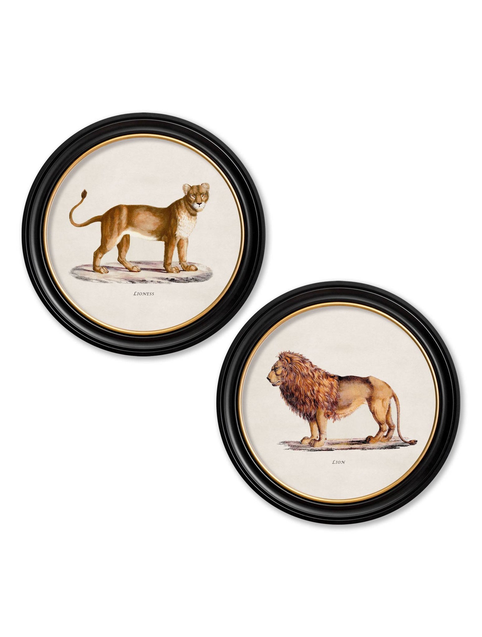 c.1800s Lion & Lioness - Round Frames - Blythe Living