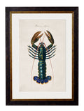 c.1876 Collection of Marine Animals - Blythe Living