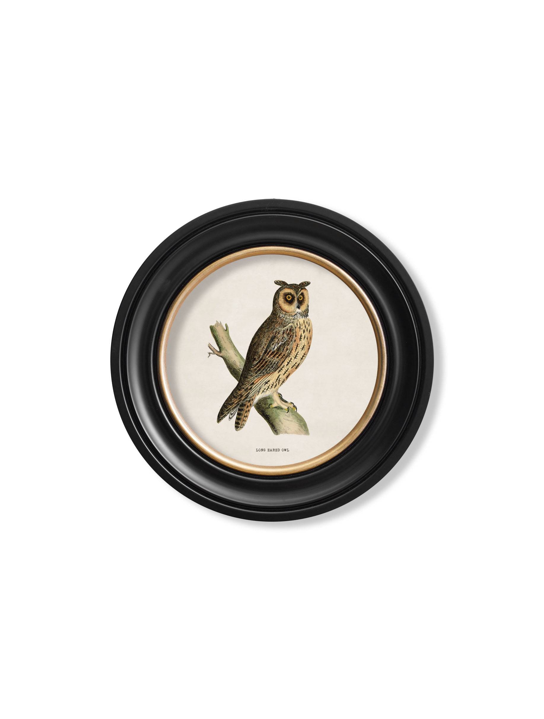 c.1870 British owls in Round Frames - Blythe Living