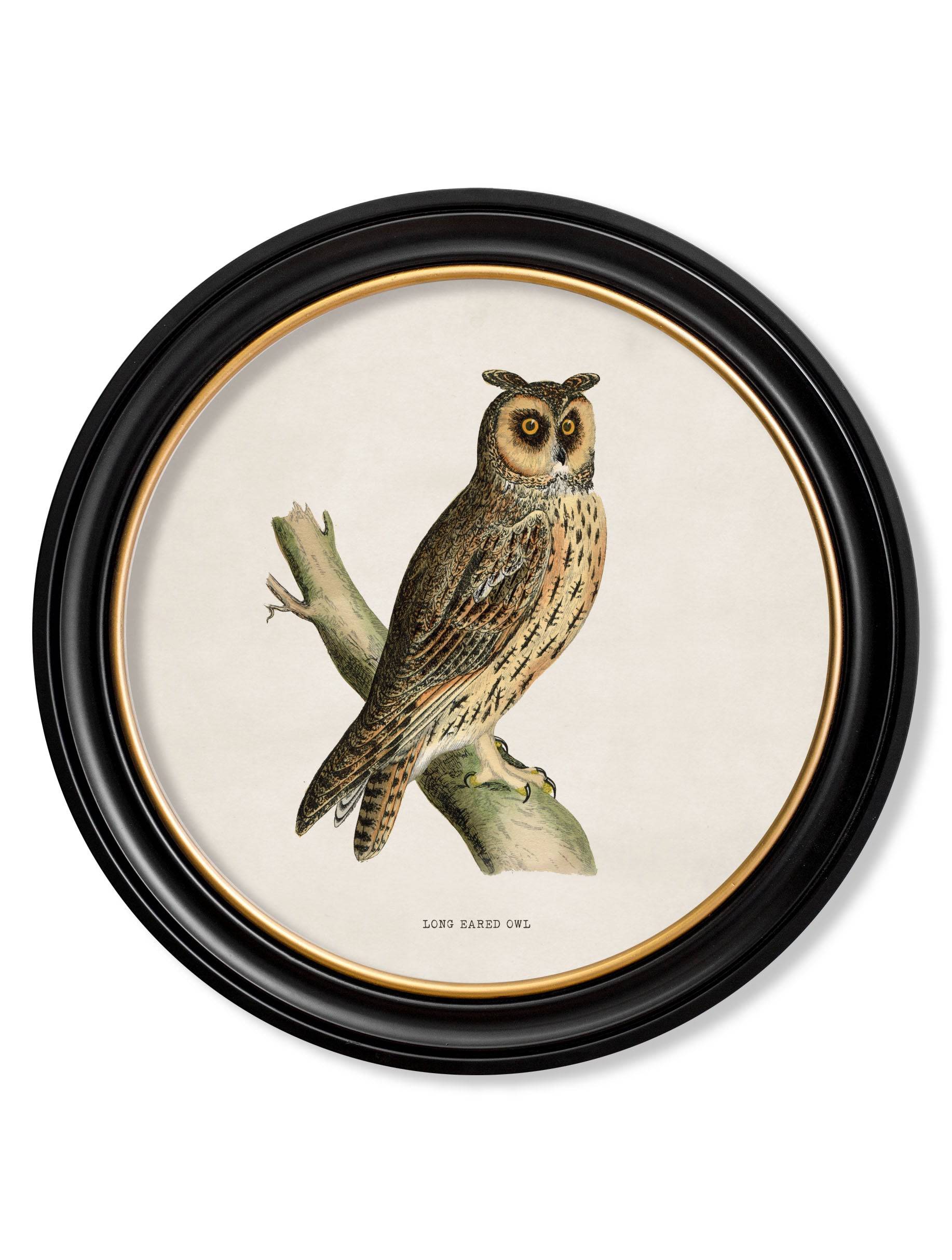 c.1870 British owls in Round Frames - Blythe Living