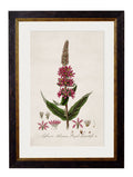 c.1837 British Flowering Plants - Blythe Living