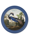 c.1838 Audubon's Louisana Heron in Blue Frame - Blythe Living