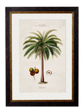 c.1843 Studies of South American Palm Trees - Blythe Living