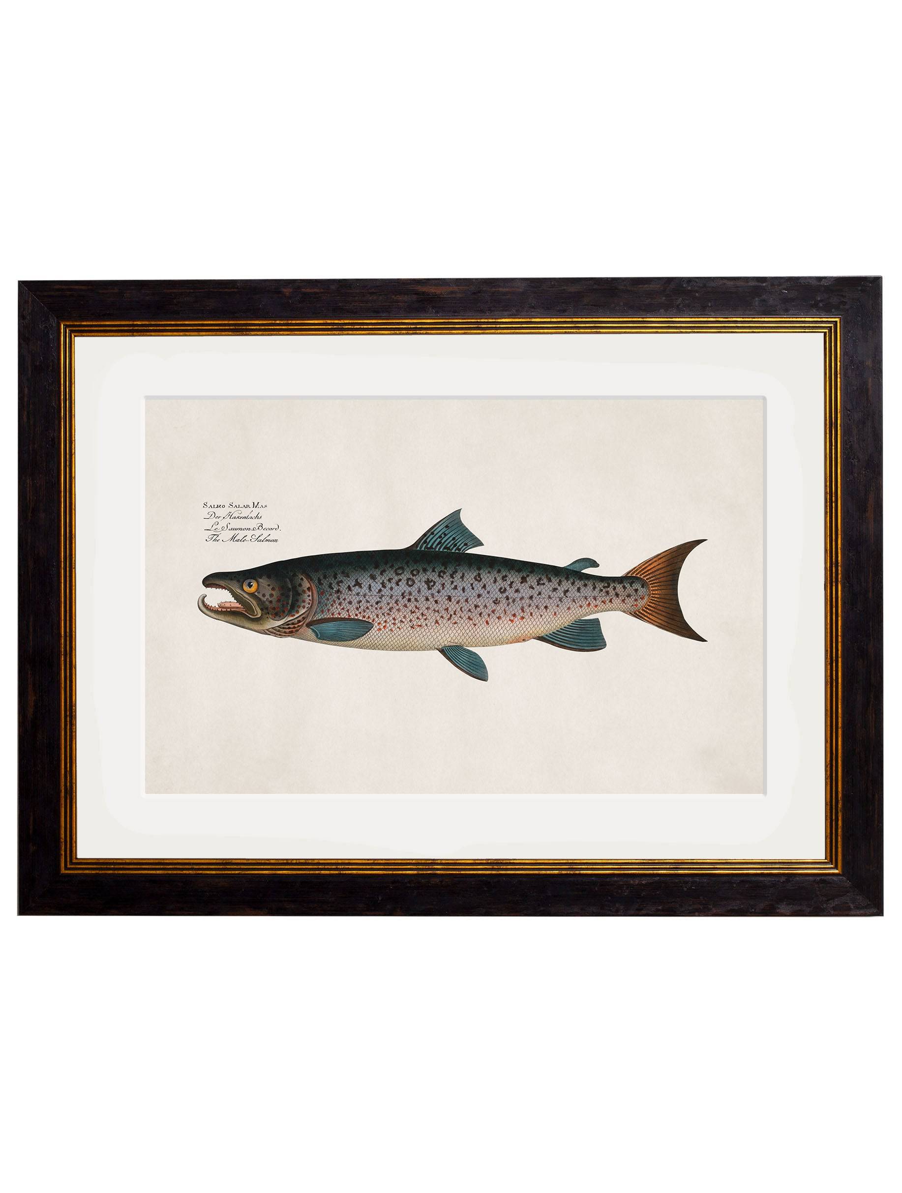 c.1785 Studies of Salmon - Blythe Living