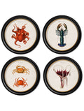 c.1876 Marine Animals in Round Frames - Blythe Living