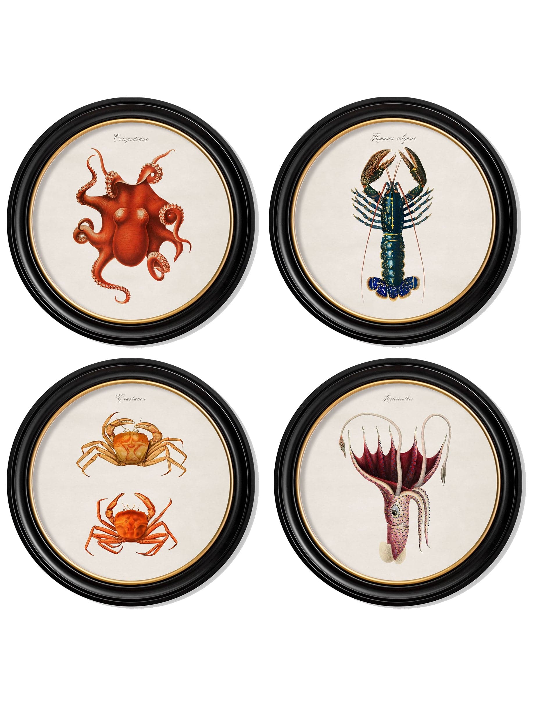 c.1876 Marine Animals in Round Frames - Blythe Living