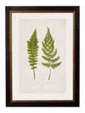 c.1864 Collection of British Ferns - Blythe Living