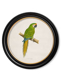 C.1884 Collection of Macaws in Round Frames - Blythe Living