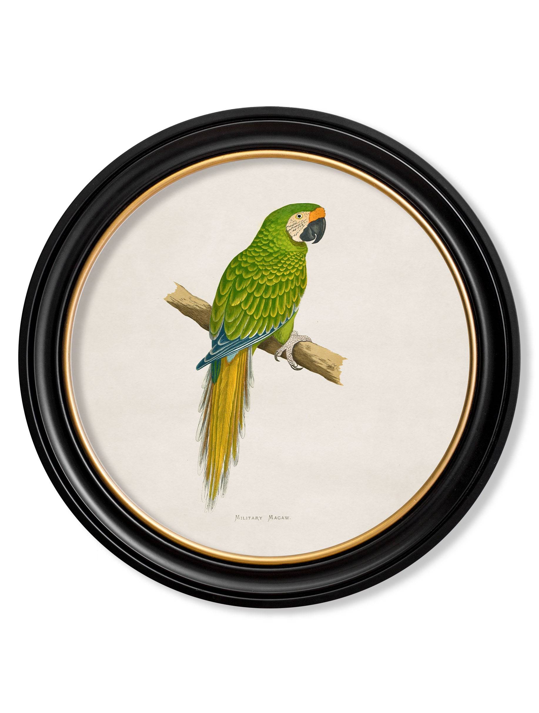 C.1884 Collection of Macaws in Round Frames - Blythe Living