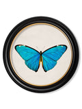 c.1836 Tropical Butterflies - Round Frames - Blythe Living