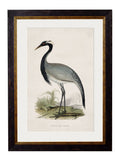 c.1850's British Wading Birds - Blythe Living