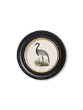 c.1870 Wading Birds in Round Frames - Blythe Living