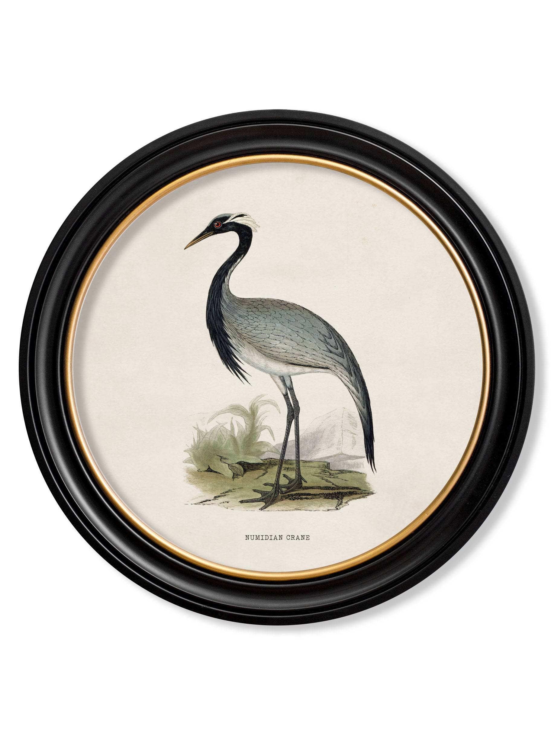 c.1870 Wading Birds in Round Frames - Blythe Living