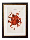 c.1876 Collection of Marine Animals - Blythe Living