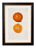 c.1886 Study of Citrus Fruit - Blythe Living