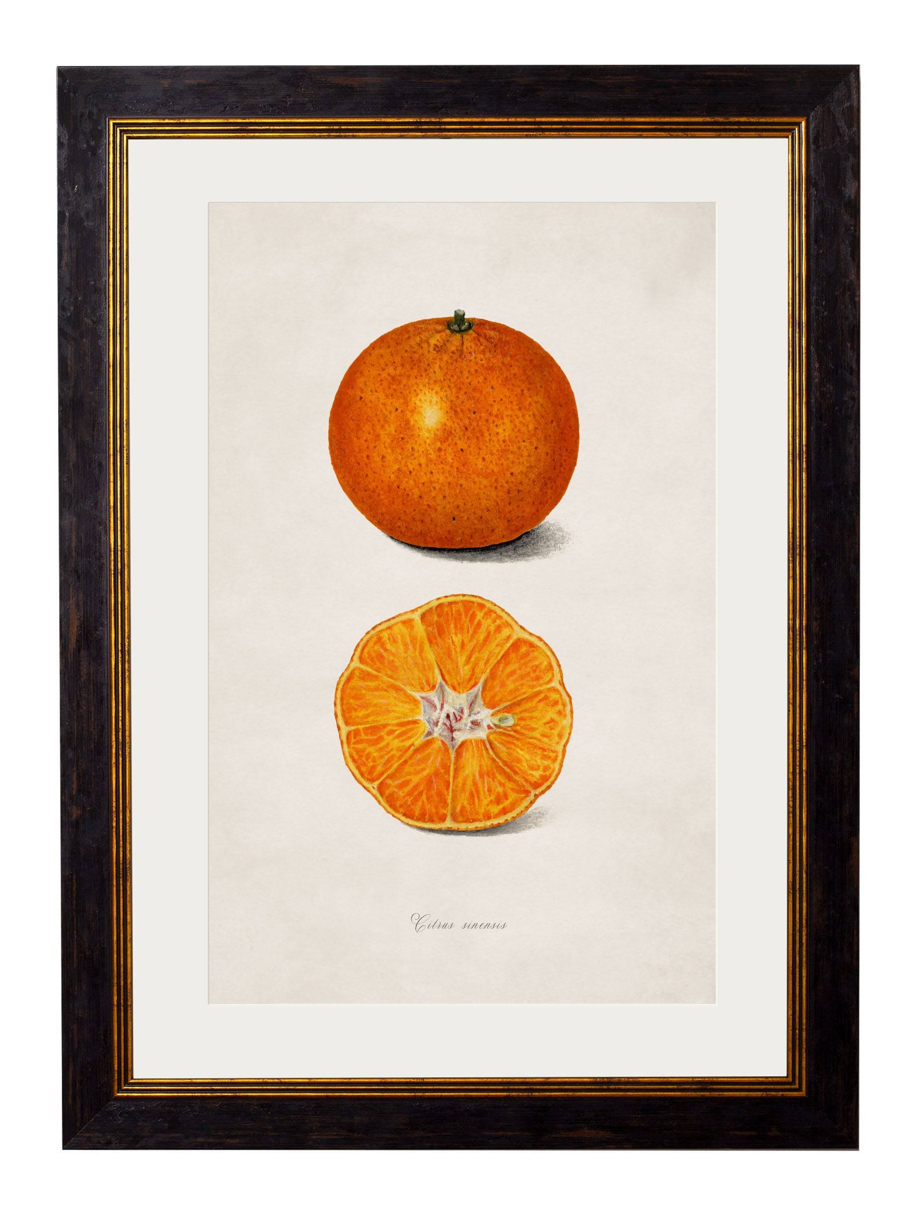 c.1886 Study of Citrus Fruit - Blythe Living