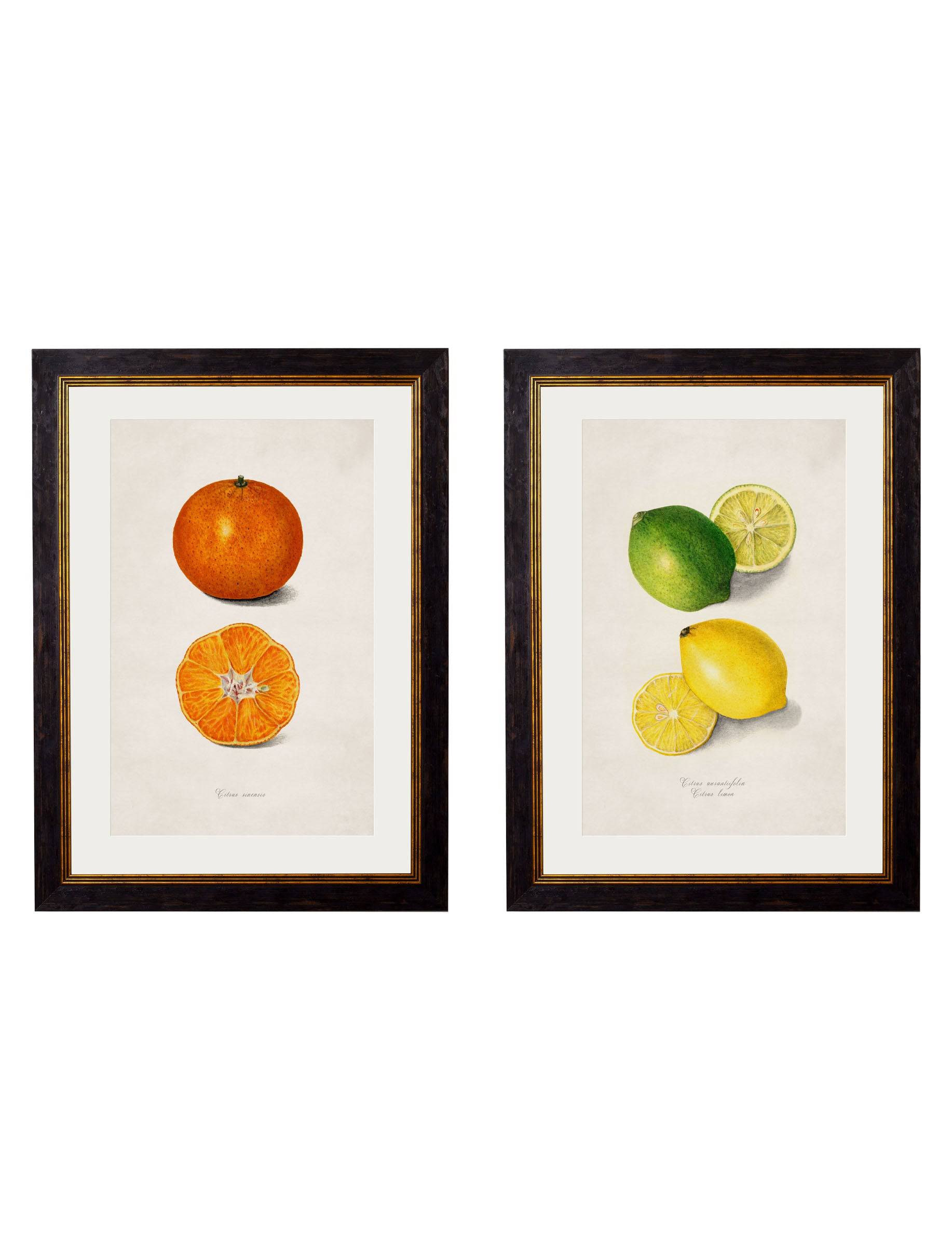 c.1886 Study of Citrus Fruit - Blythe Living