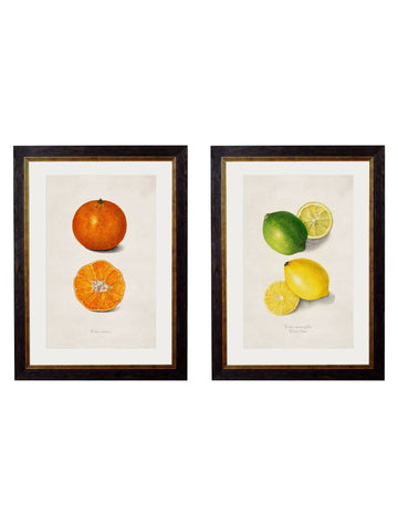 c.1886 Study of Citrus Fruit - Blythe Living