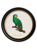 C.1800's Collection of Parrots in Round Frames 2 - Blythe Living