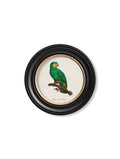 C.1800's Collection of Parrots in Round Frames 2 - Blythe Living