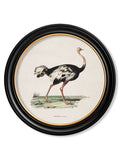 c.1846 Ostrich - Round Frame - Blythe Living