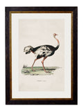 c.1846 Ostrich - Blythe Living