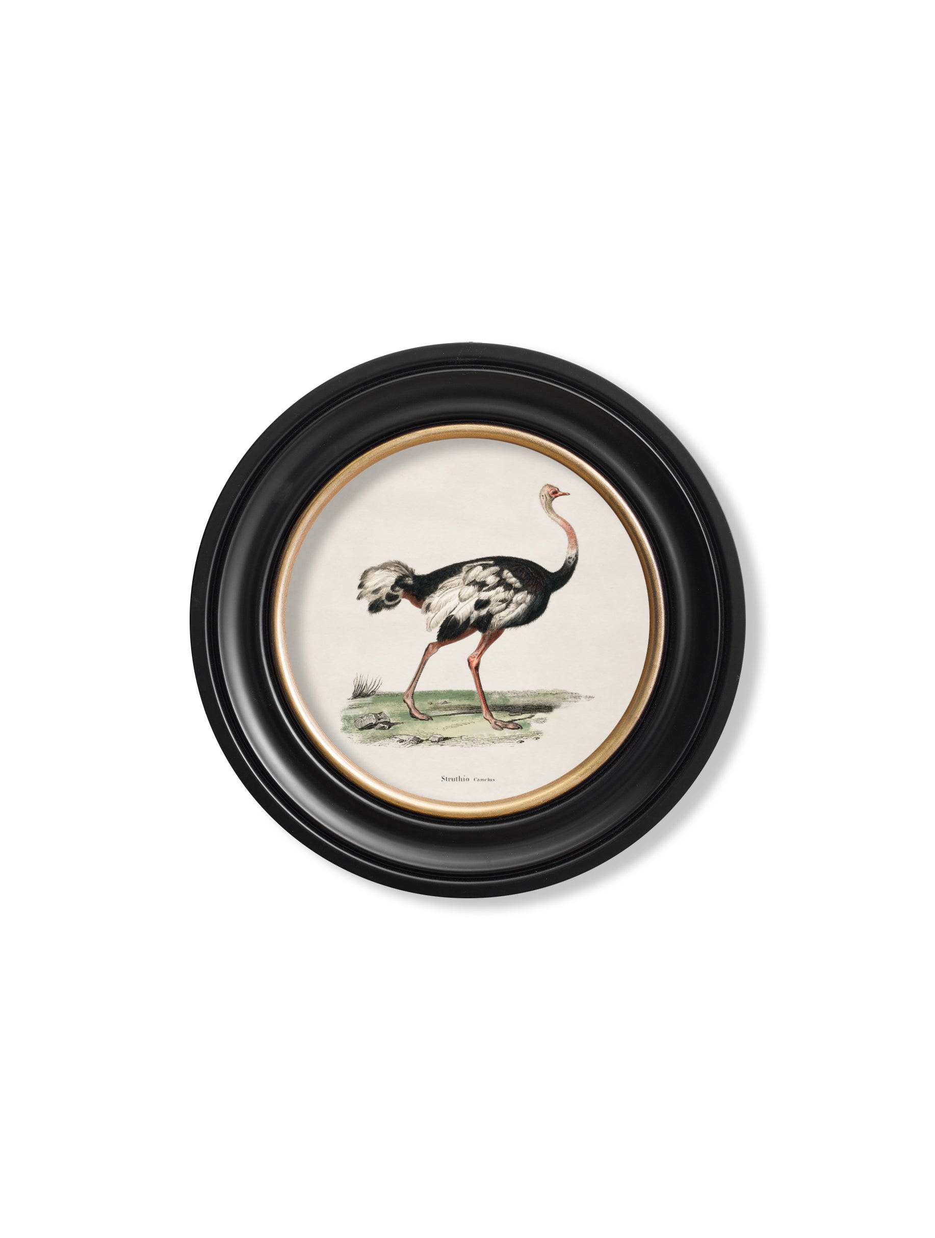 c.1846 Ostrich - Round Frame - Blythe Living