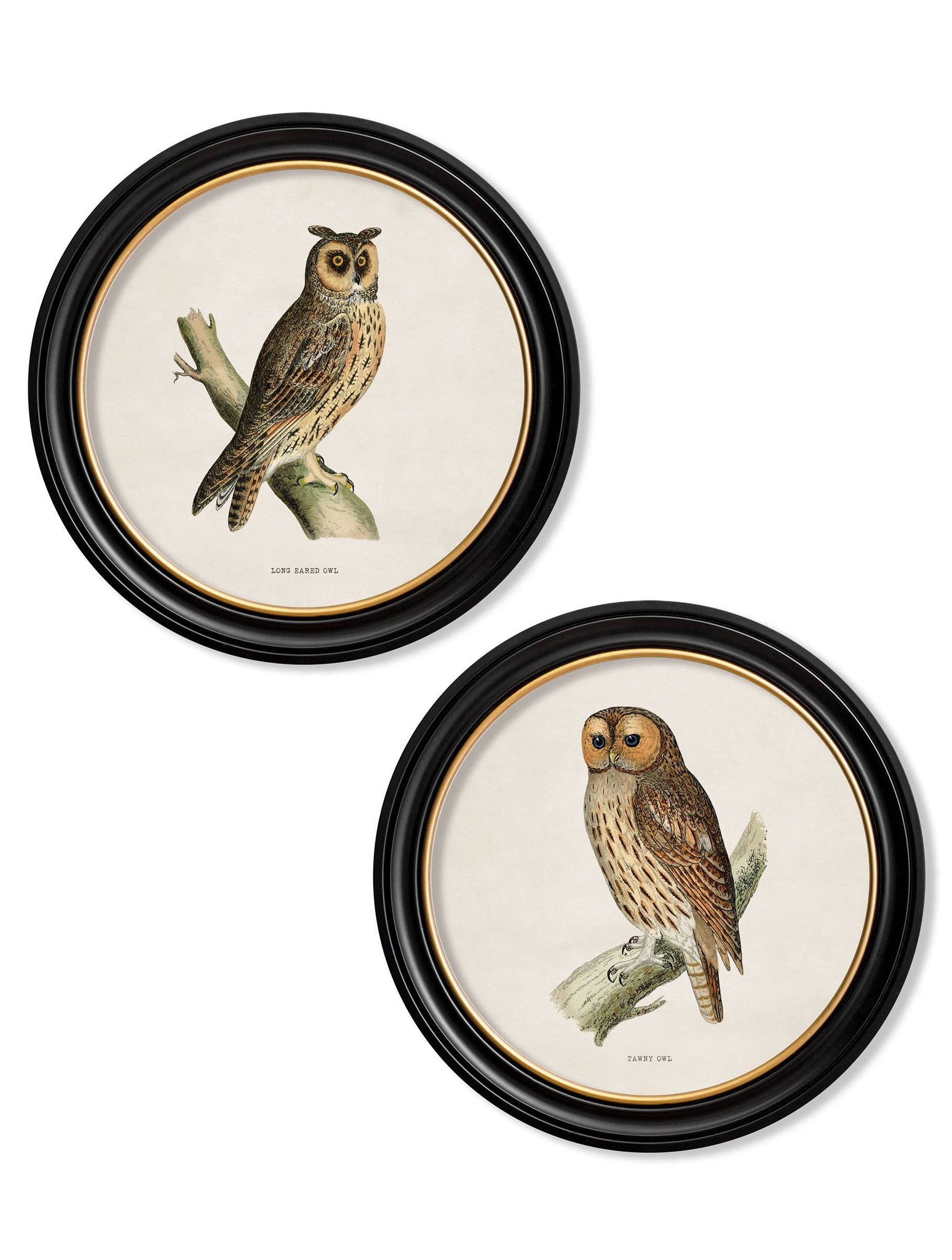 c.1870 British owls in Round Frames - Blythe Living