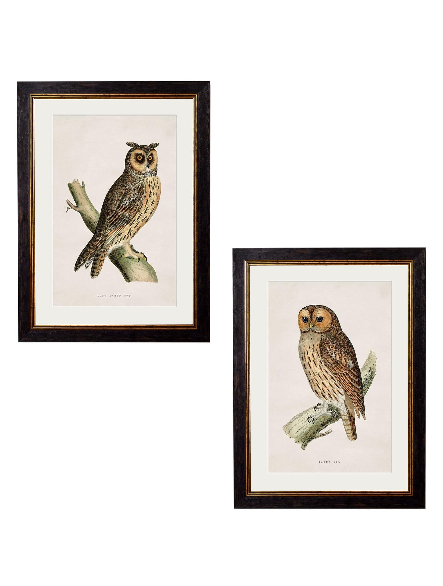 c.1870 British Owls - Blythe Living