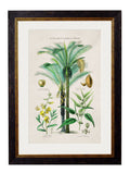 c.1877 Tropical Plants Used as Food and Clothing - Blythe Living