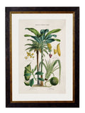 c.1877 Tropical Plants Used as Food and Clothing - Blythe Living