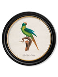 C.1800's Collection of Parrots in Round Frames 2 - Blythe Living