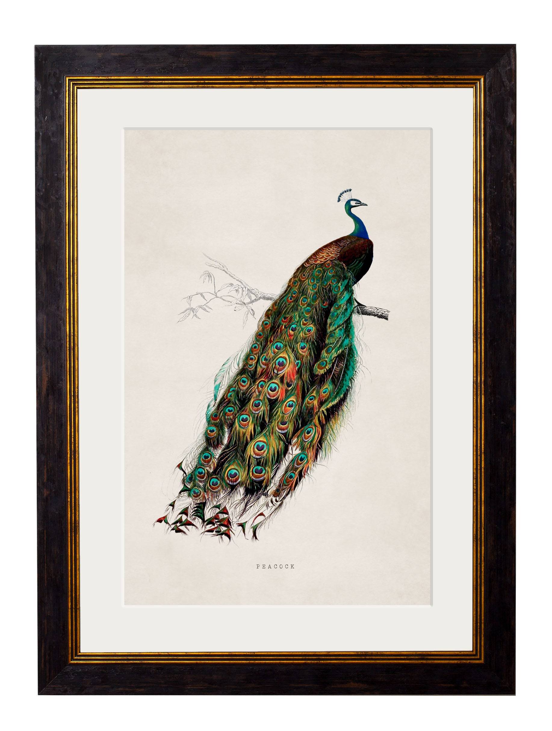 c.1847 Peacock - Blythe Living