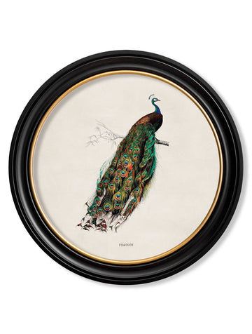 c.1847 Peacock in Round Frame - Blythe Living