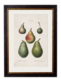 c.1819 Study of European Pears No.2 - The Weird & Wonderful