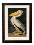 c.1838 Audubon's Birds of America - Blythe Living