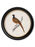 c.1809 British Birds in Round Frames - Blythe Living