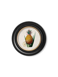 c.1843 Pineapple Plant - Round Frame - Blythe Living