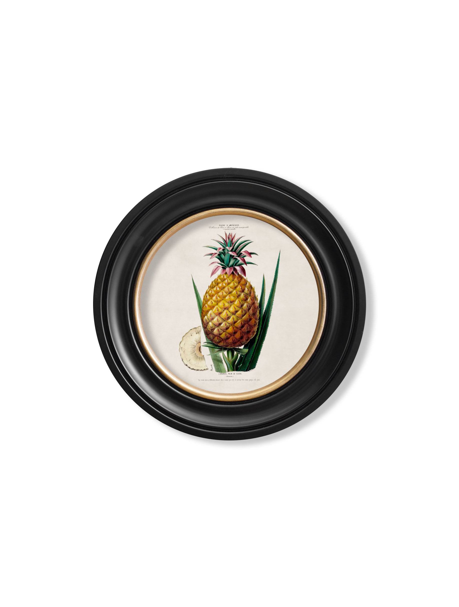 c.1843 Pineapple Plant - Round Frame - Blythe Living