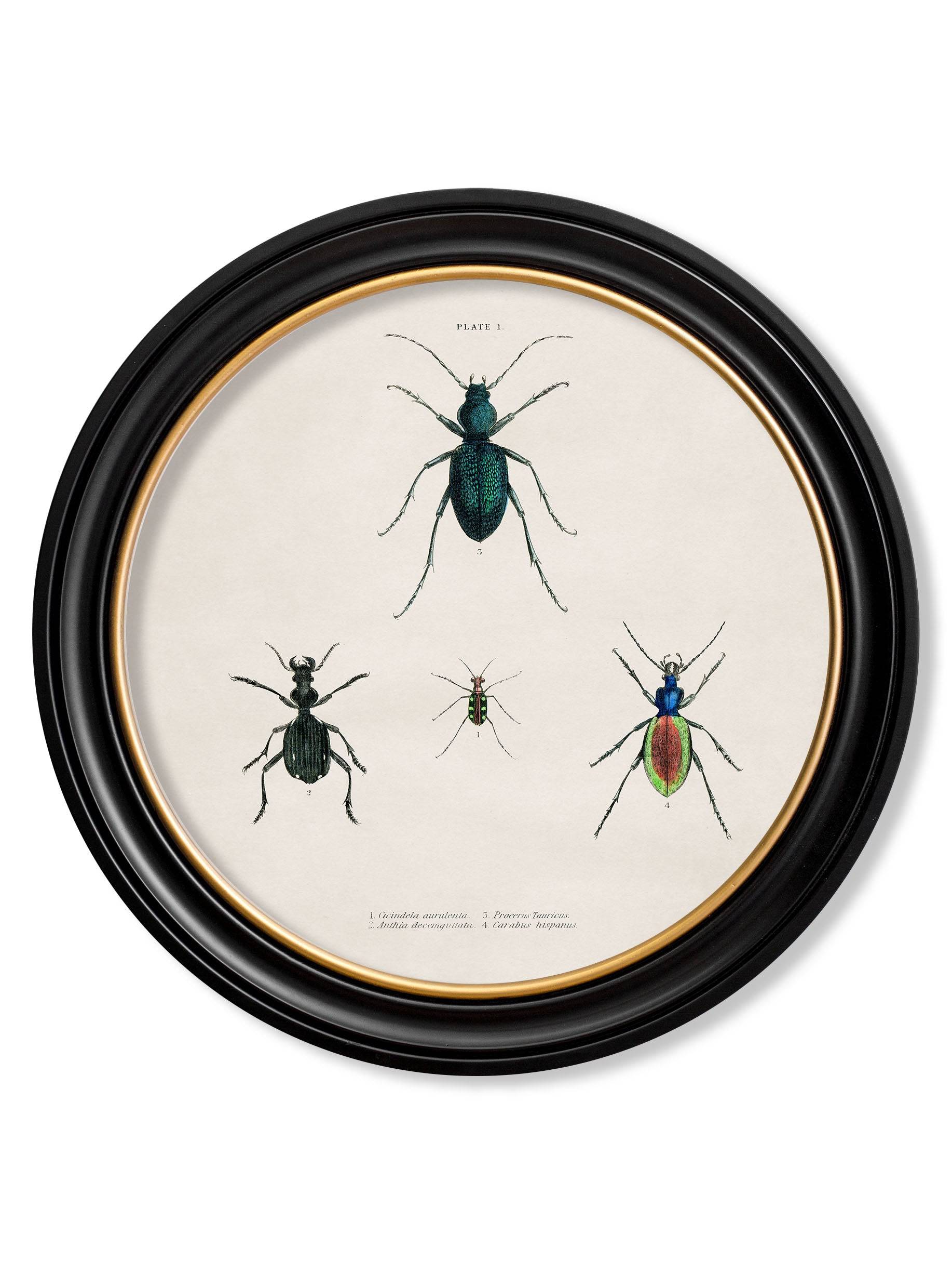 c.1836 Beetle Plates - Round Frame - Blythe Living