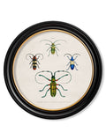 c.1836 Beetle Plates - Round Frame - Blythe Living