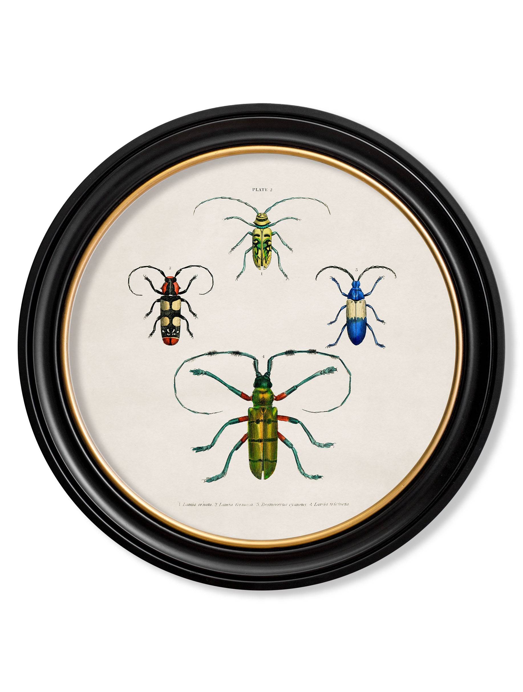 c.1836 Beetle Plates - Round Frame - Blythe Living