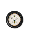 c.1836 Beetle Plates - Round Frame - Blythe Living