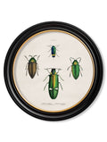 c.1836 Beetle Plates - Round Frame - Blythe Living