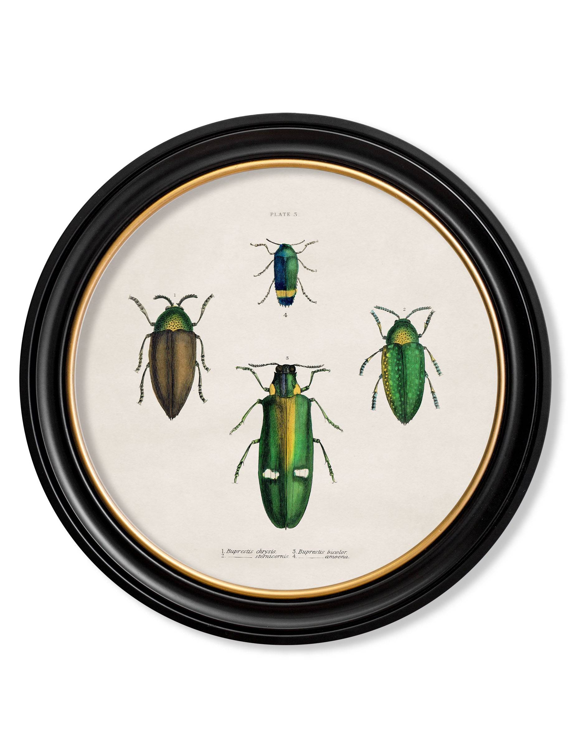 c.1836 Beetle Plates - Round Frame - Blythe Living